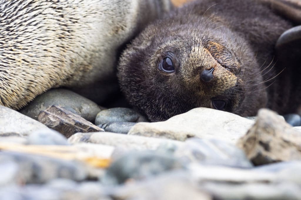 Fur seal pup