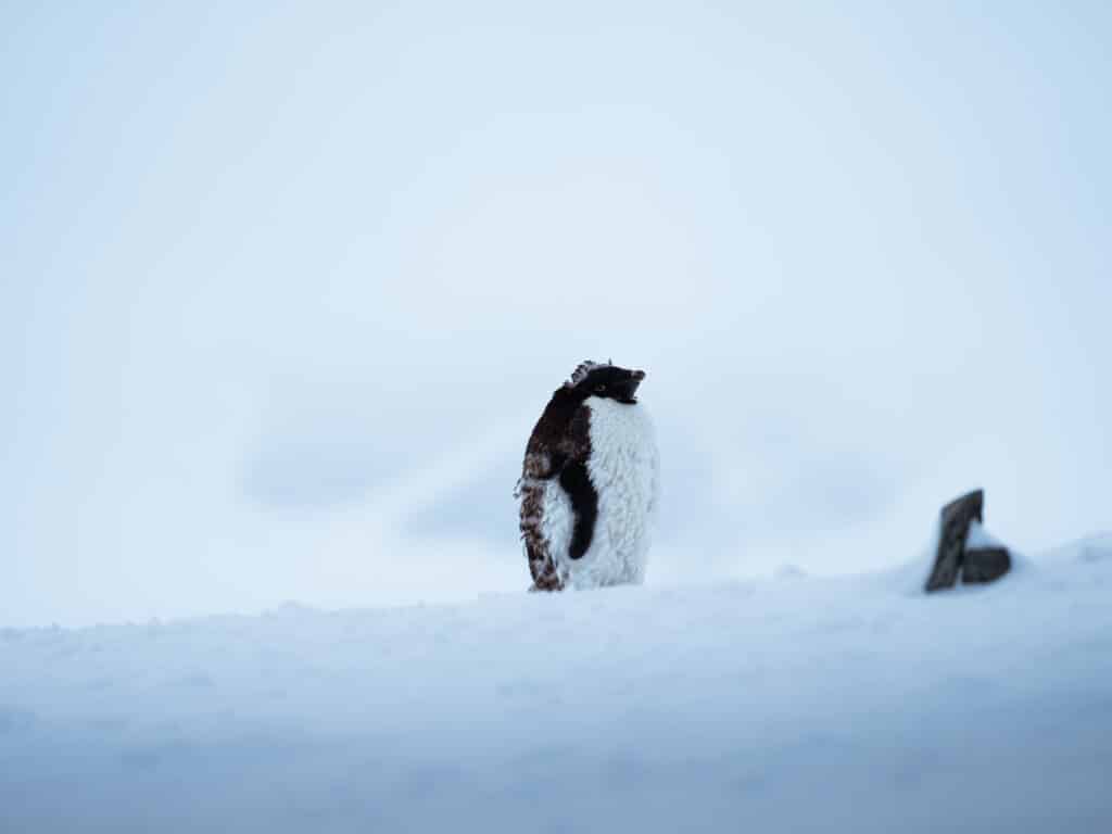 Adelie Penguins in Antarctica