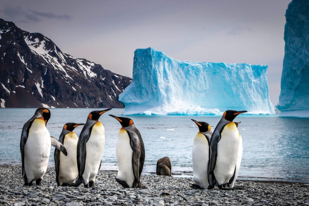 King penguins