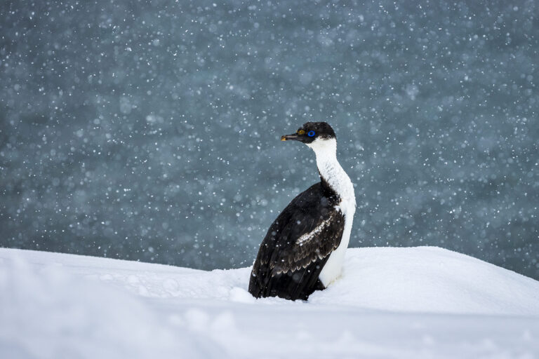 Blue-eyed shag, Neko Harbour, Graham Land, Antarctica, Richard I'Anson