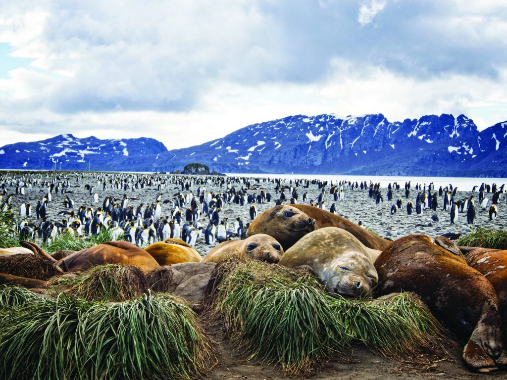 Elephant Seals, Salisbury Pain, South Georgia; Ian Wade