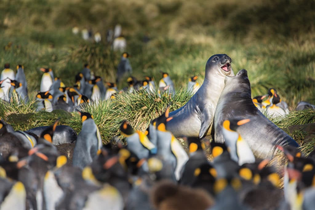 Elephant seal pups