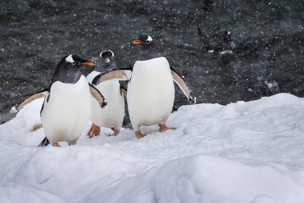 Gentoo penguins coming ashore at Neko Harbour, Graham Land, Antarctica, Richard I'Anson