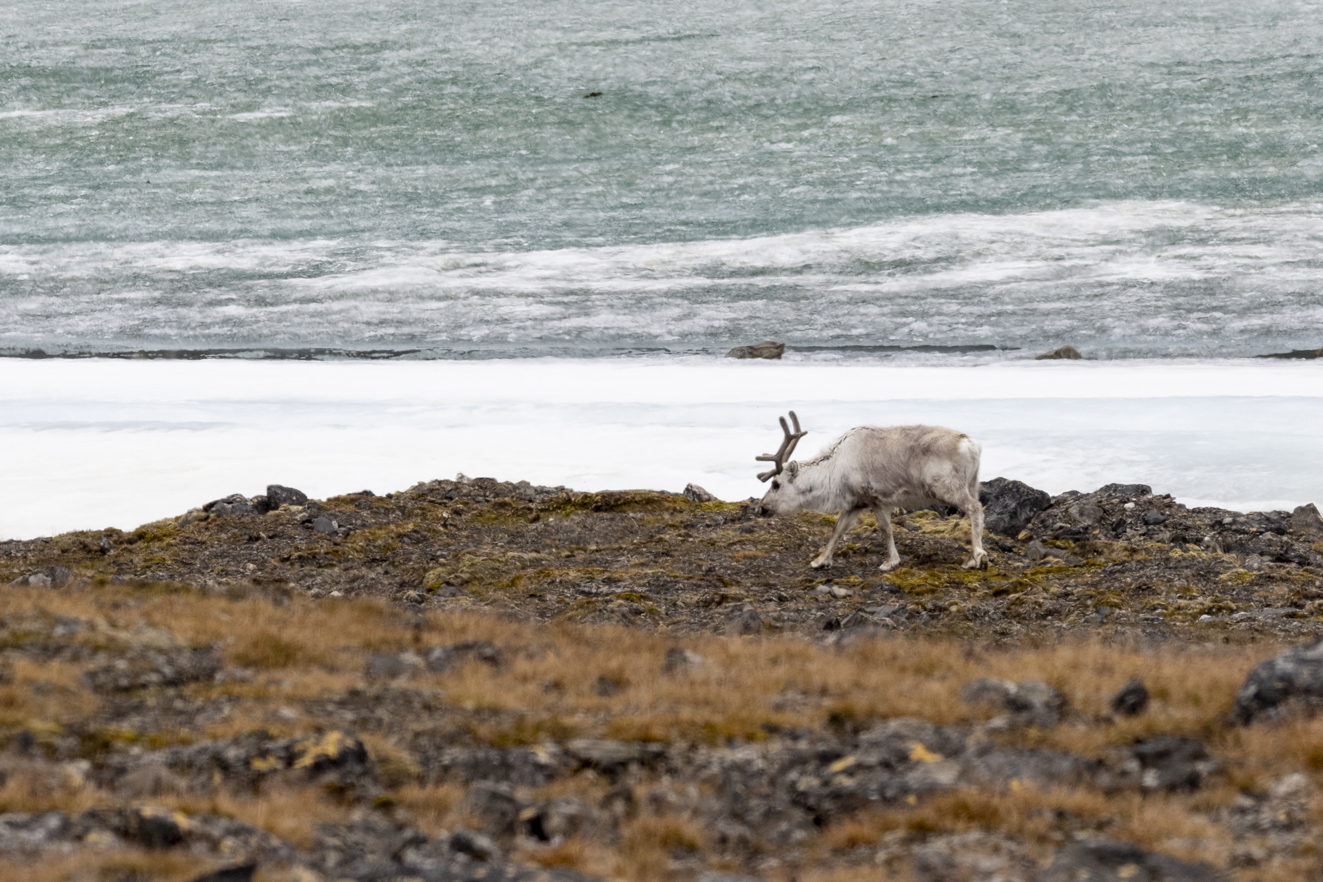 Reindeer in Svalbard