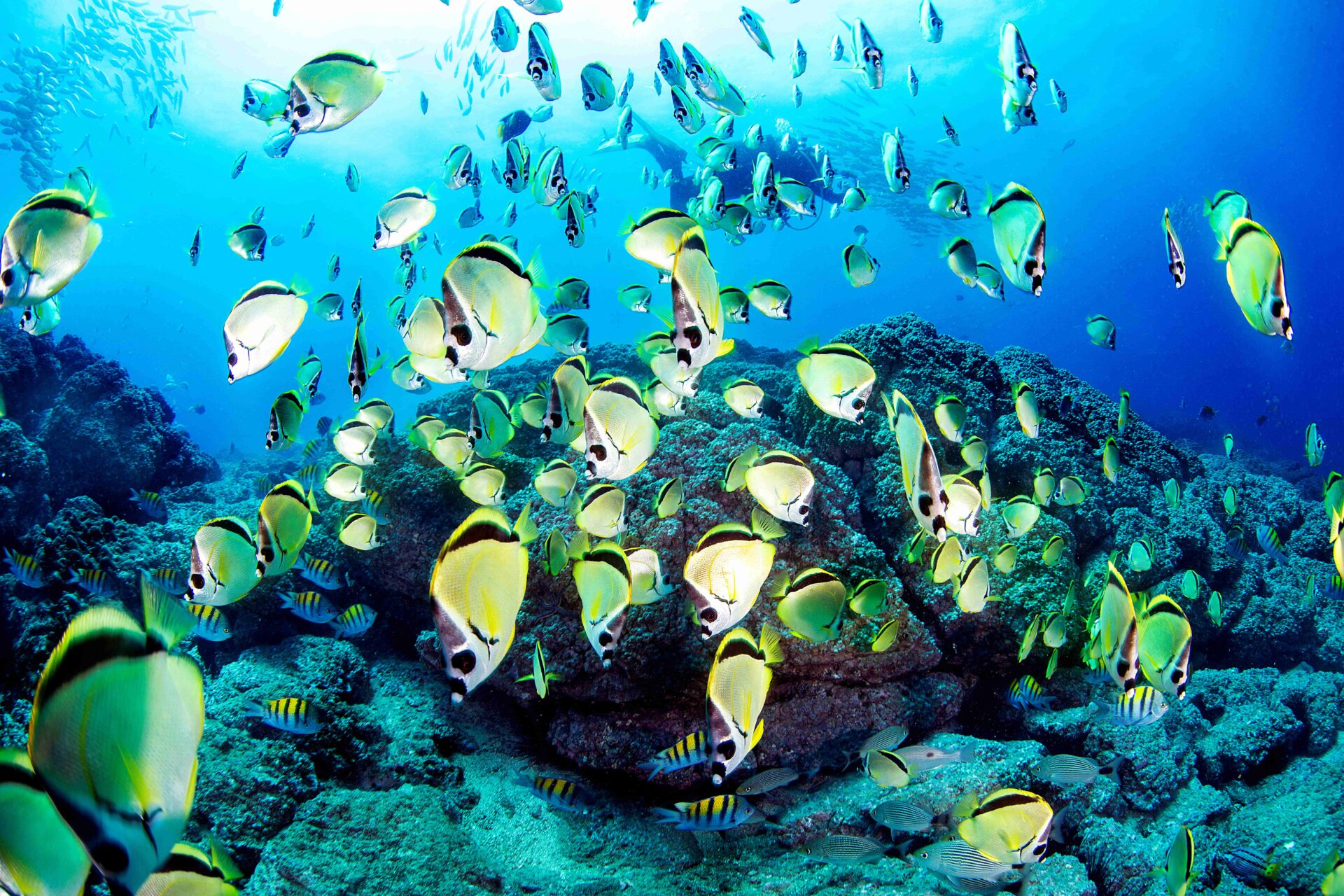 School of Butterfly Fish in Costa Rica