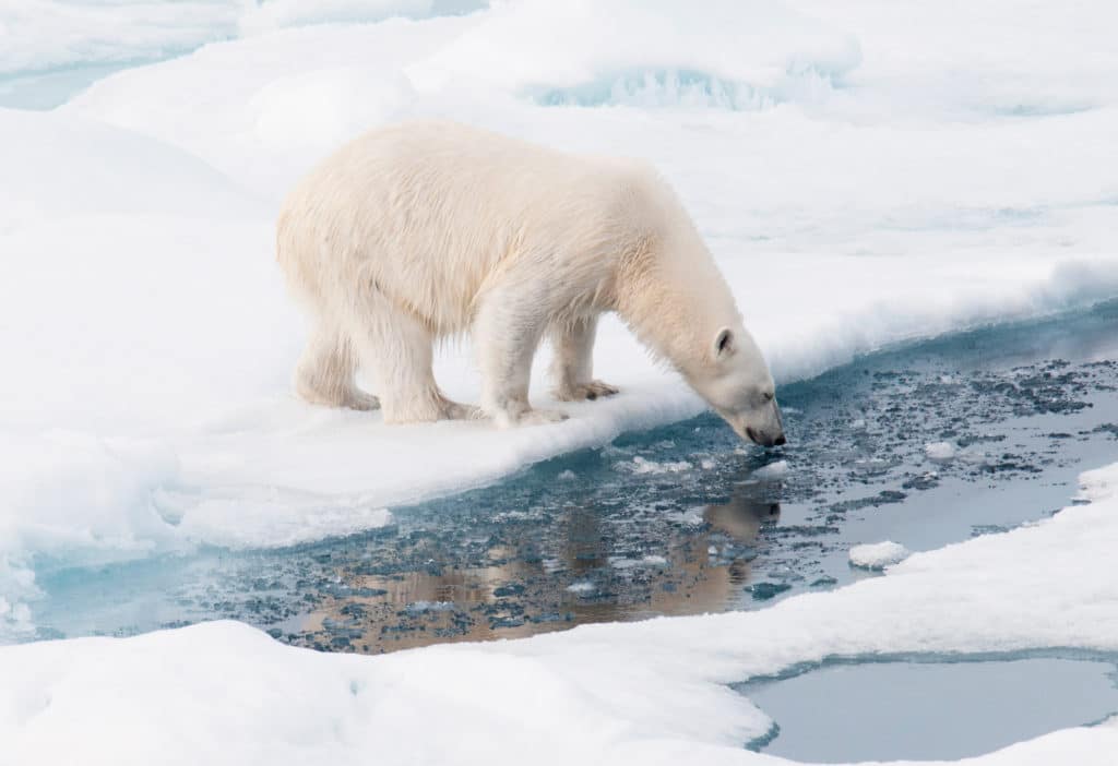Polar bear