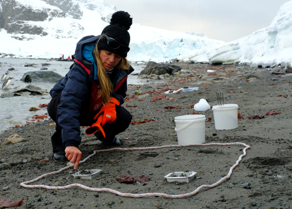 Citizen Science, Cuverville Island, Antarctica, Massimo Bassano