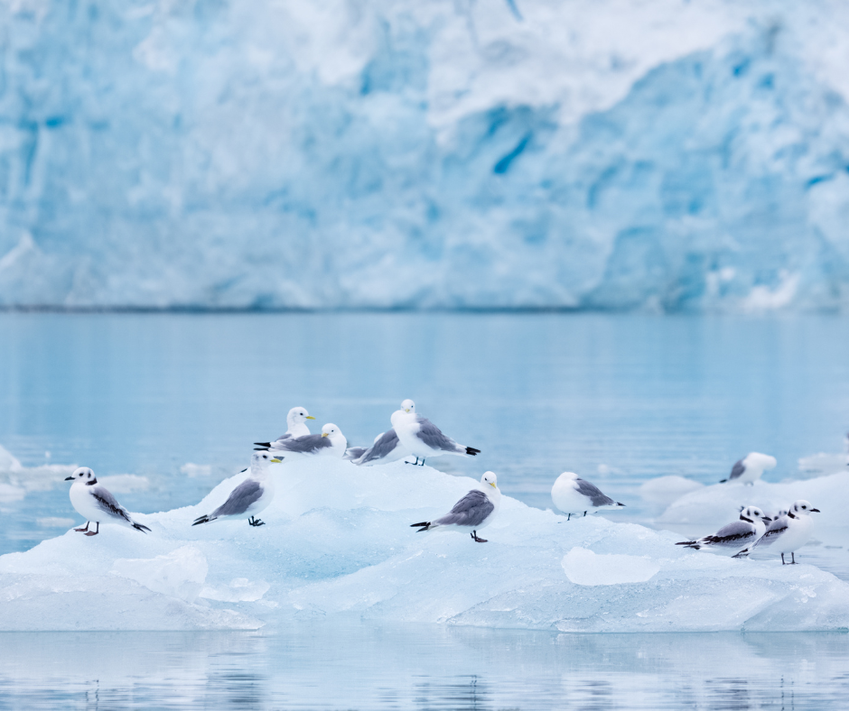 Kittiwakes on sea ice in the Arctic