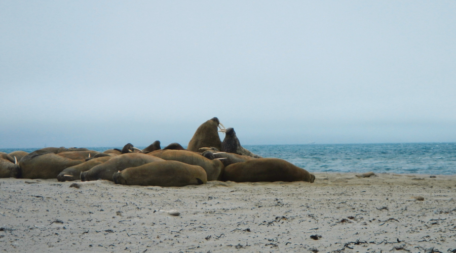 Huddle of walrus in Svalbard